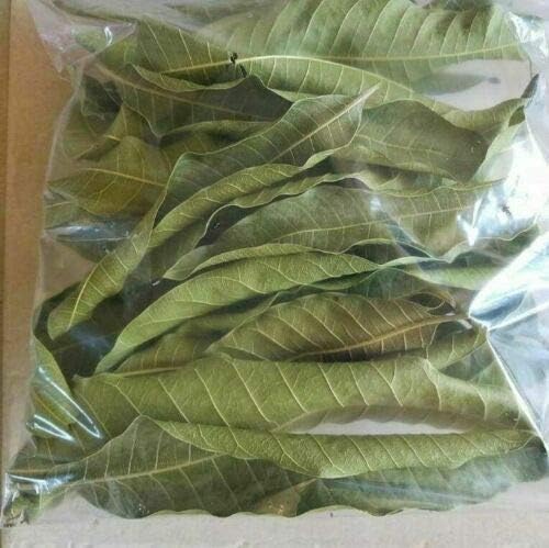 Mango Leaf – Herbal Blood Sugar & Heart Support