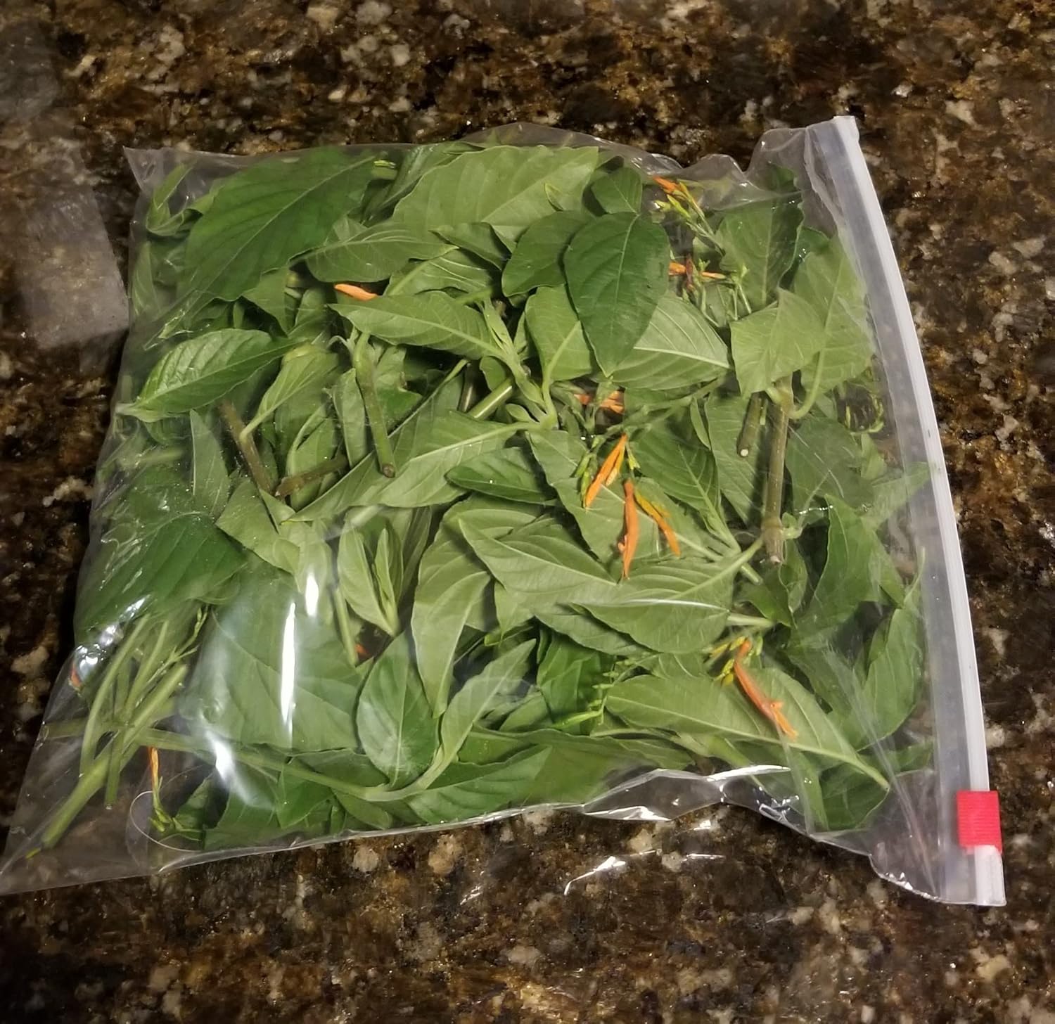Muicle Leaves – Traditional Herbal Blood Cleanser