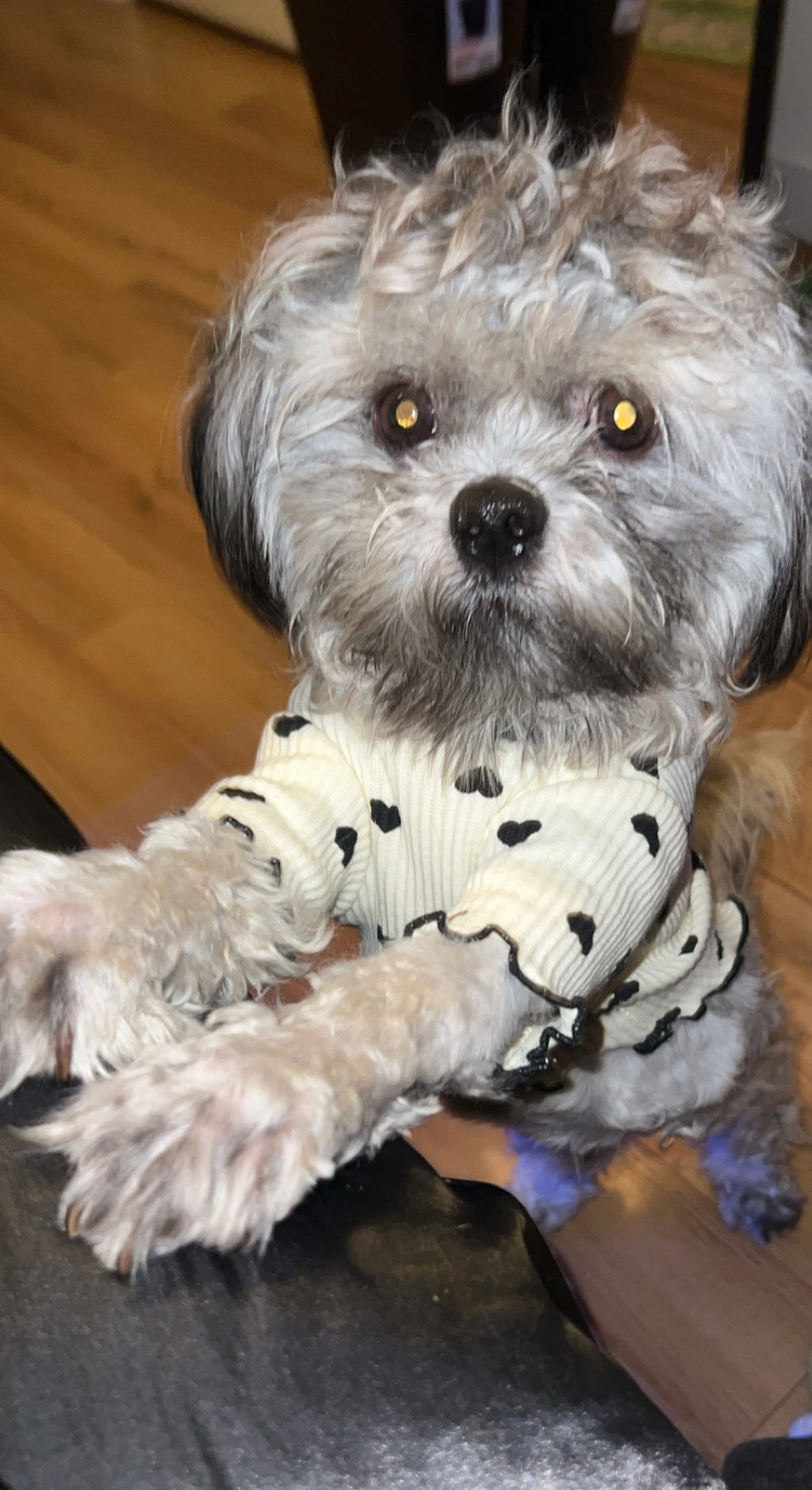 Freeze Dried Beef Liver Bites