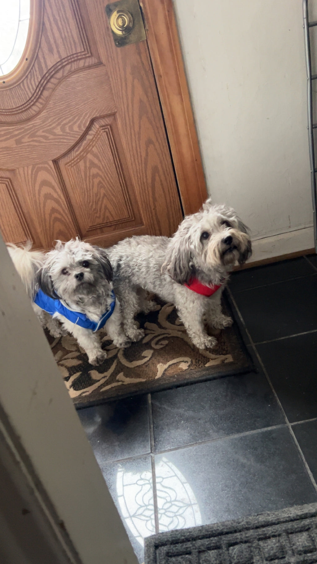 Freeze Dried Beef Liver Bites