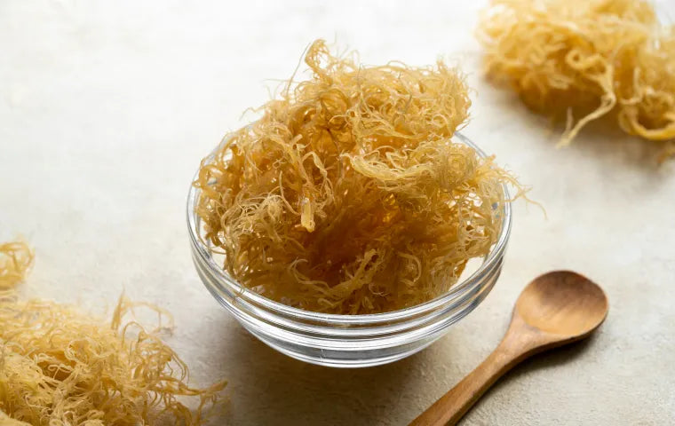 Raw Sea Moss - 100% Wildcrafted | Mineral-Rich Superfood