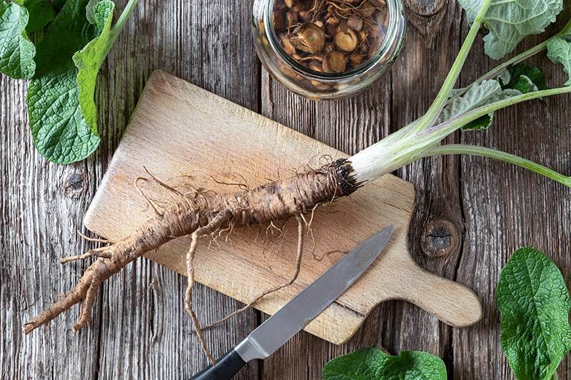 Burdock Root